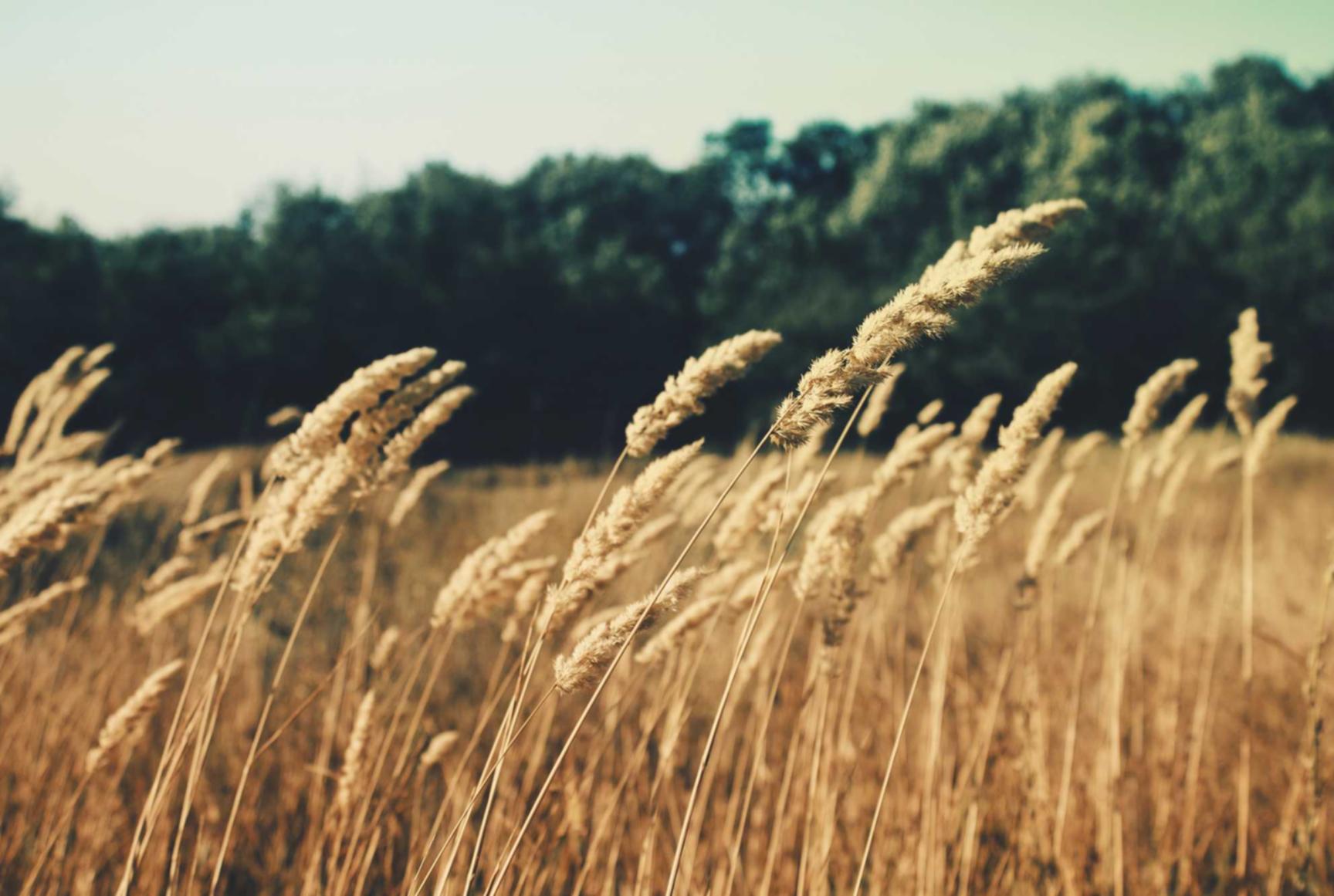 野草云实名账号：idc代理返利平台