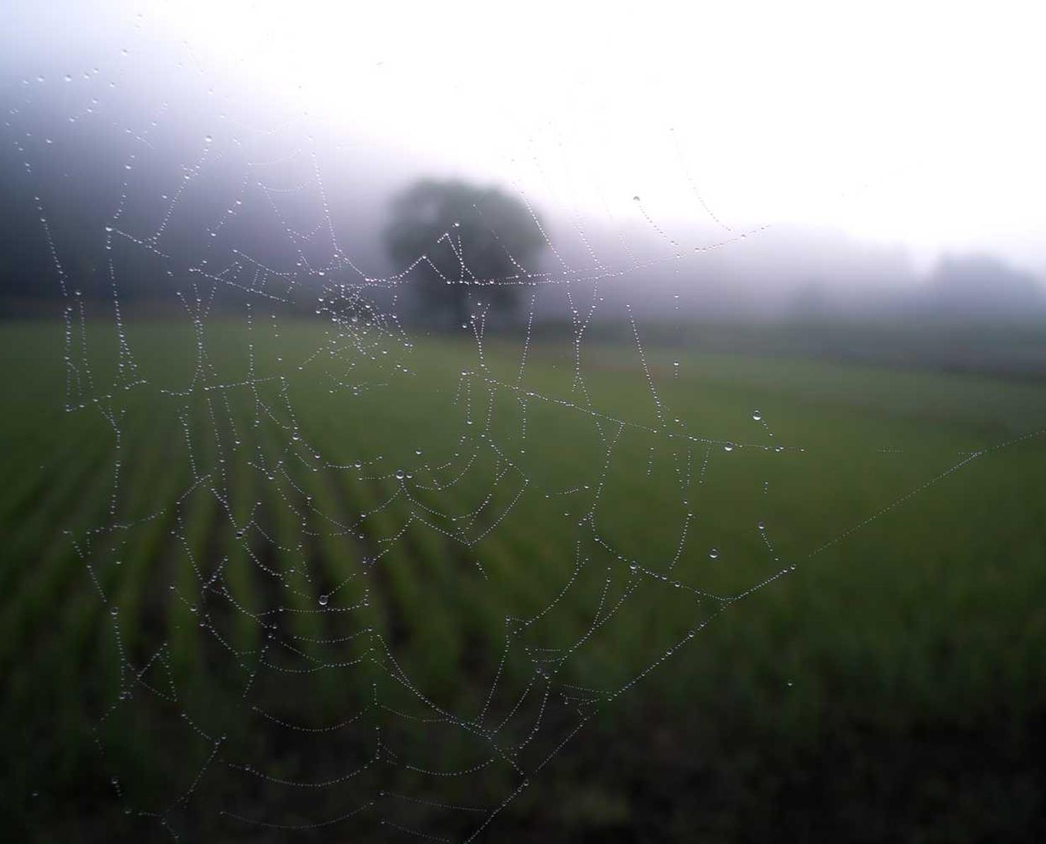 日税七星香蕉爆珠:qb充值平台代理