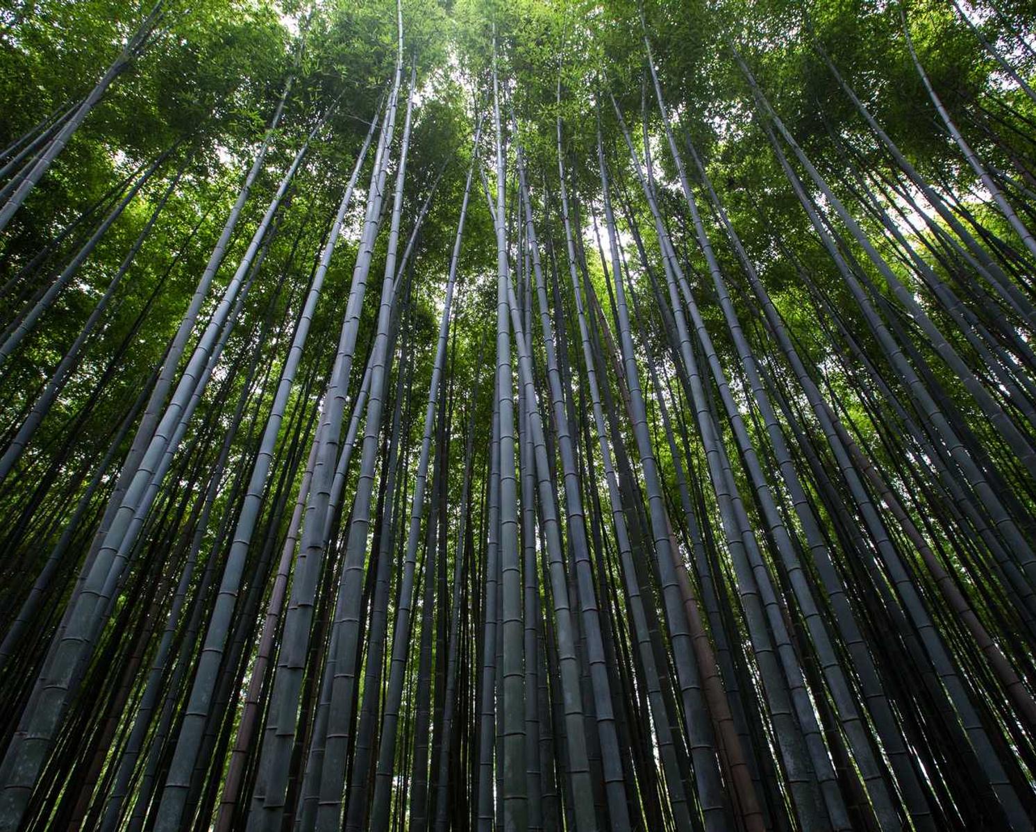 小鸟云实名账号:赣州腌菜购买平台